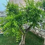 Minerva * San Pelagio