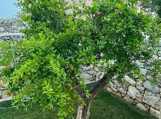 Minerva * San Pelagio